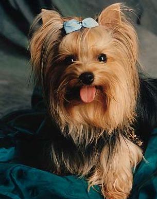 animali animali